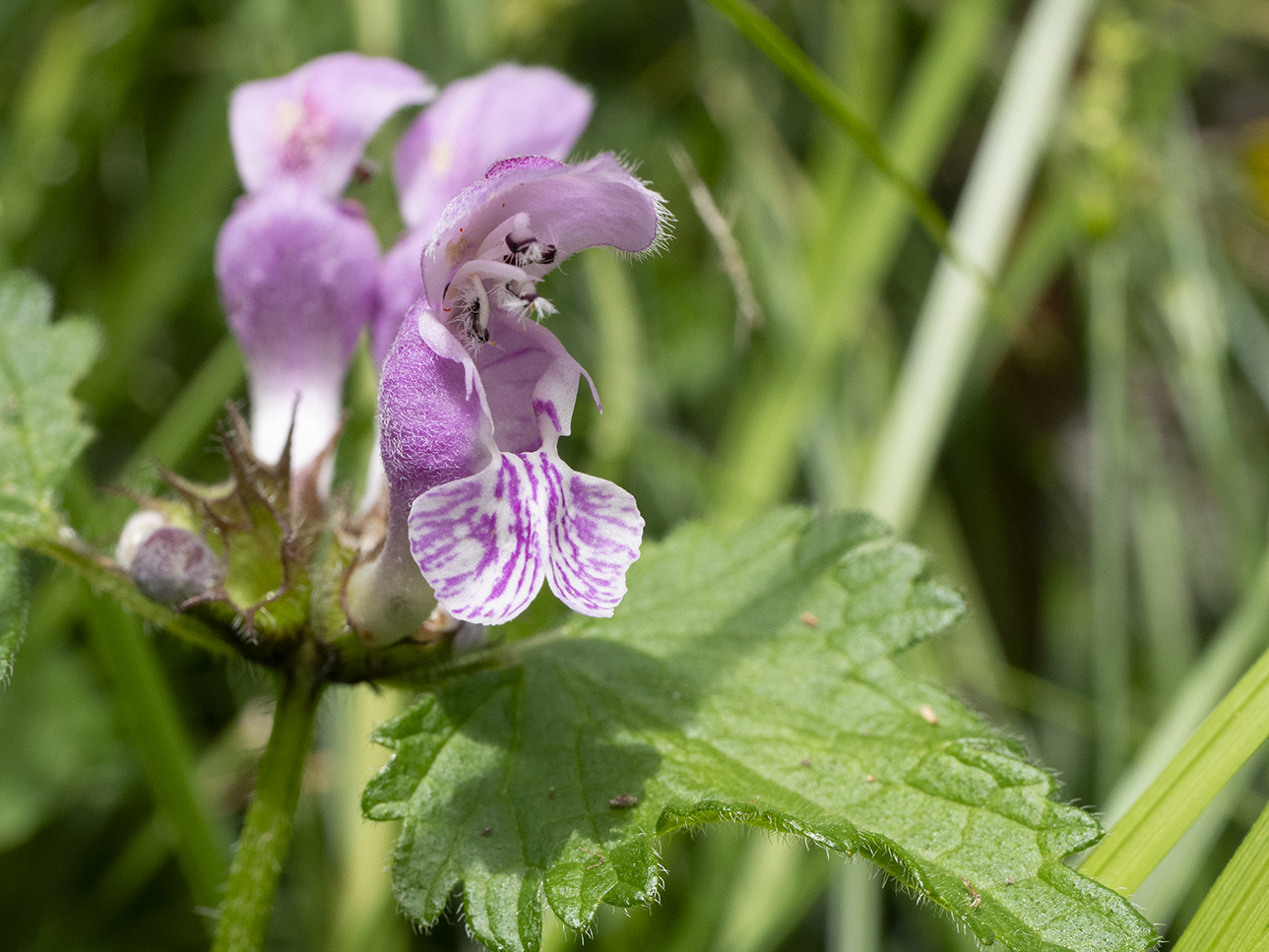 IMAGES\Gevlekte dovenetel (Lamium maculatum)\P1280477_sm.jpg